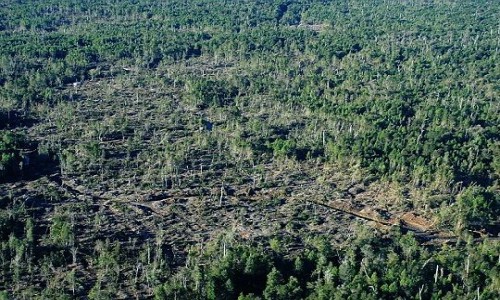 Descubren tala de 600 héctareas de bosque nativo en faldeos del volcán Calbuco