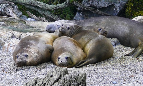 Consejo de ministros aprueba nueva área marina protegida en Seno Almirantazgo de Tierra del Fuego