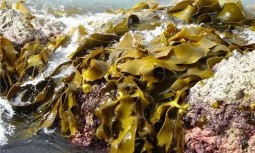 Algas marinas en zonas costeras podrían ser protegidas para hacer frente al cambio climático