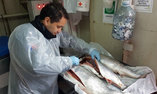 Aclaran situación salmonicultora por algas nocivas en Aysén