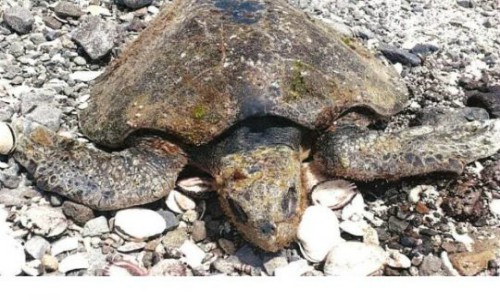 Tortugas y aves aparecen muertas tras derrame de ácido sulfúrico en Mejillones