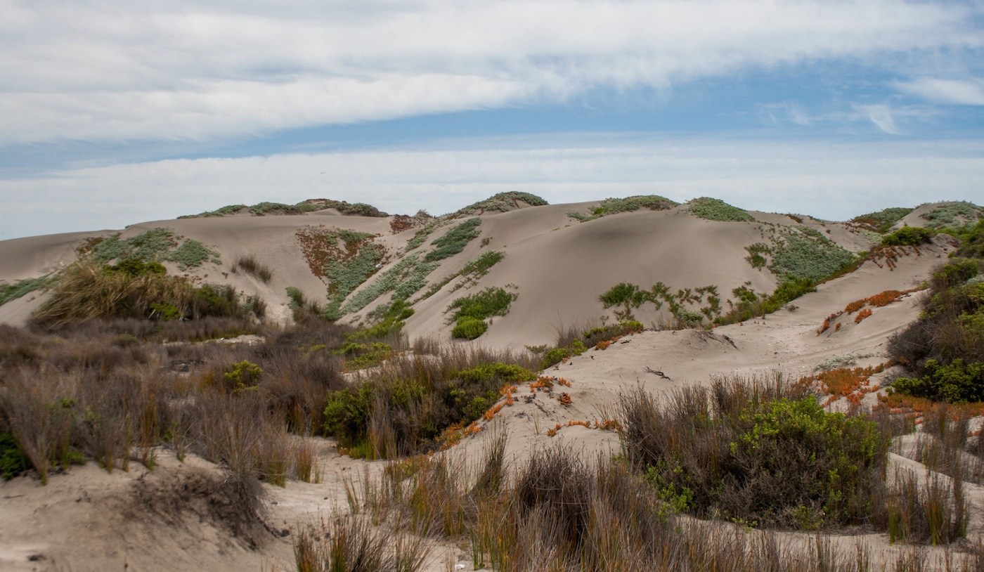 Tribunal Ambiental de Santiago autorizó la detención de las faenas de extracción de áridos en dunas de Ritoque