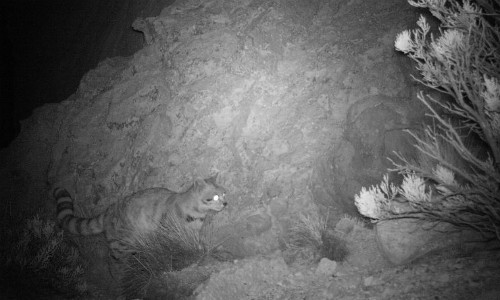 Captan 2 especies en peligro de extinción: una de ellas incluso paseaba con su cachorro