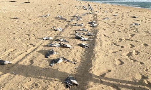 Encuentran muertas a cerca de 200 gaviotas en Algarrobo: se investigan causas del hecho