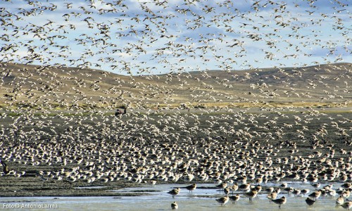 Guy Morrison, experto canadiense:”Muchas especies de aves playeras han disminuido su población”