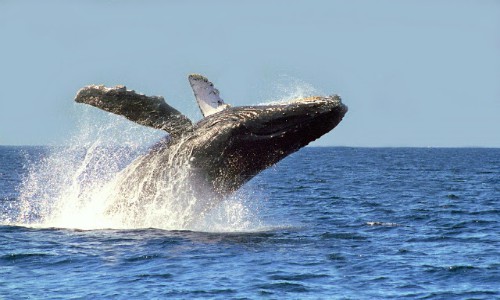 Exigen el uso no letal de ballenas y delfines y resaltan el rol de los cetáceos como agentes mitigadores del cambio climático
