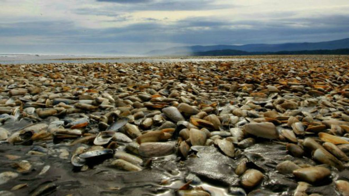 [Documento] “Historia del Huirihue en Chile: Florecimientos Algales Nocivos”