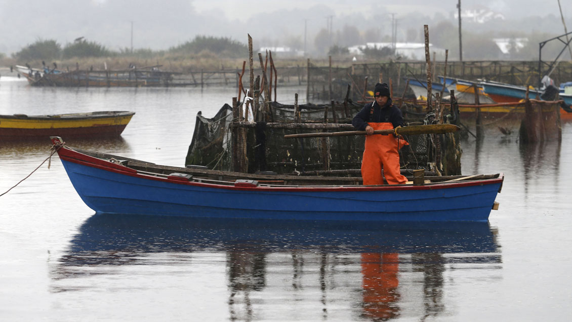 Chiloé: Autorizan extracción de mariscos en tres sectores de Quellón