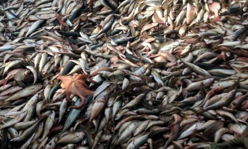 Sernapesca responde por toneladas de merluzas muertas en Dichato