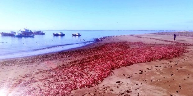 Los Lagos: Descartan presencia de microalga nociva en varazones