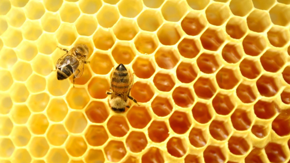 FAO: Chile tiene un déficit de 400 mil colmenas de abejas – Fundación Terram