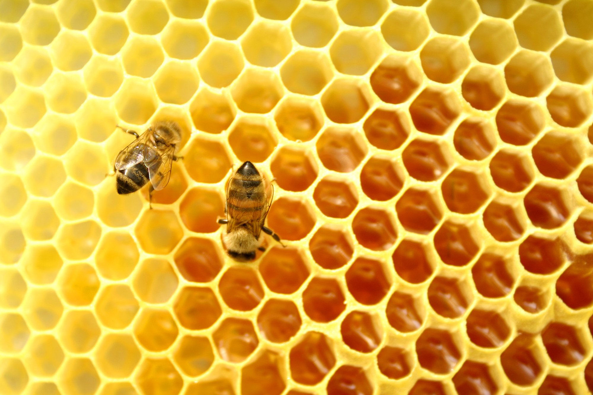 FAO: Chile tiene un déficit de 400 mil colmenas de abejas
