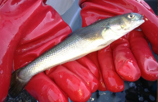 Comprueban el potencial del róbalo como biocontrolador para acuicultura