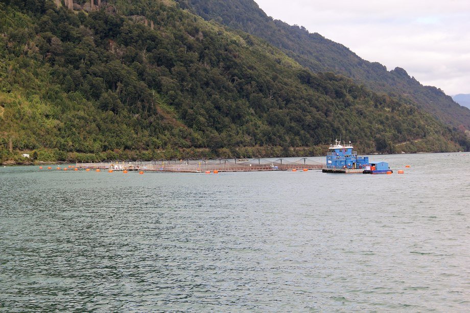 Caleta Bay responde a Sernapesca por uso de vacunas no registradas