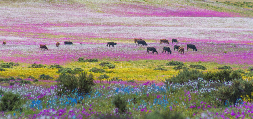 Gobierno analiza postular al desierto florido como patrimonio de la Unesco