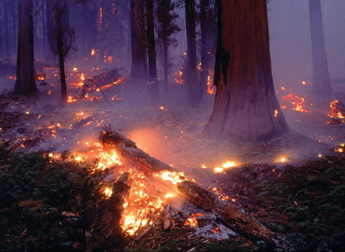 Pymes madereras se quedan sin materia prima por efecto incendios