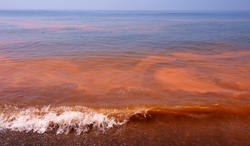 Caldera en alerta por presencia de Marea Roja en la zona