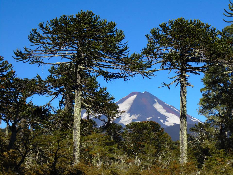 Día Mundial del Árbol: La lenta evaluación de las 112 especies chilenas y el riesgo que ignoramos