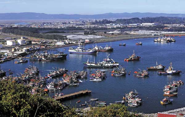 Pescadores industriales del Biobío en pie de guerra por proyecto de ley que regula la captura de la jibia