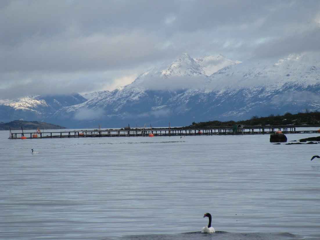 Puerto Natales tendrá un muelle flotante para dar servicios a salmoneras