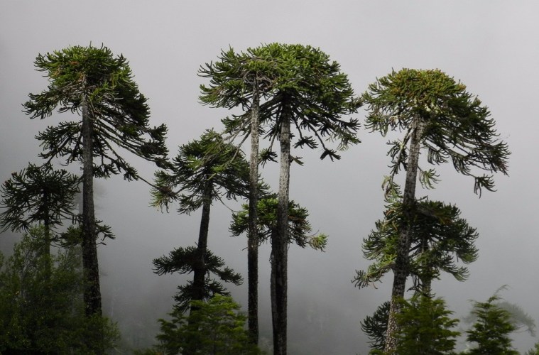 Los desafíos ambientales que enfrentará Chile previo a ser sede de la COP25