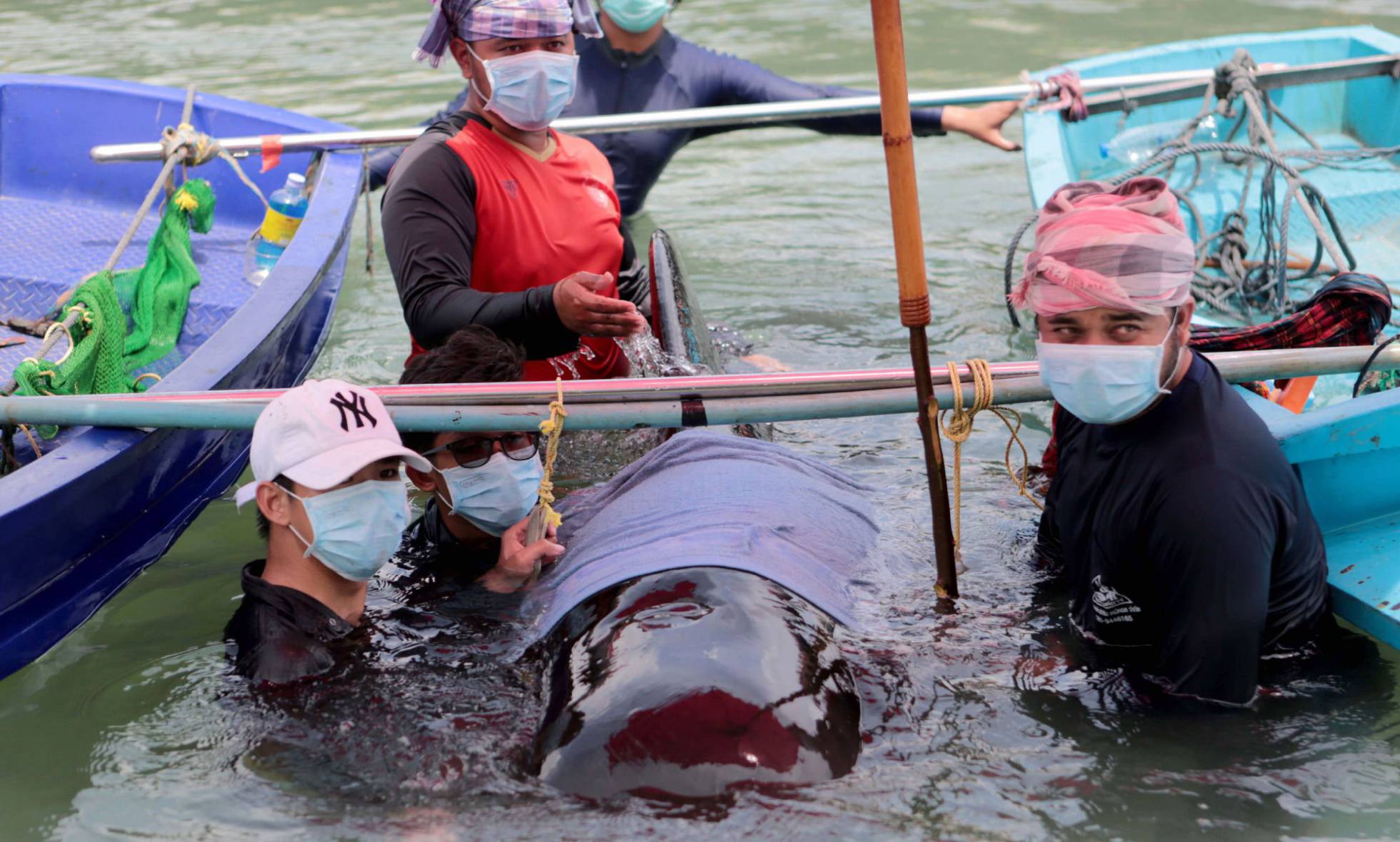Tailandia: Muere ballena después de tragarse 80 bolsas de plástico