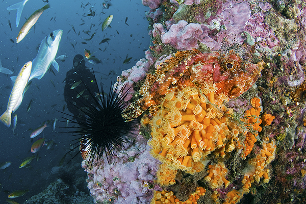 Informe advierte efectos del cambio climático en ecosistemas marinos de Chile