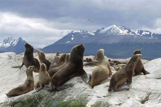 Gobierno crea comisión para abordar daños que generan lobos marinos a pesqueros
