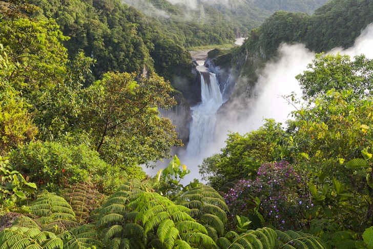 Ecología: El mundo pierde sus bosques más rápido que nunca