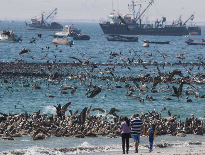 Mejillones: Vecinos y pescadores protestan por episodios de contaminación