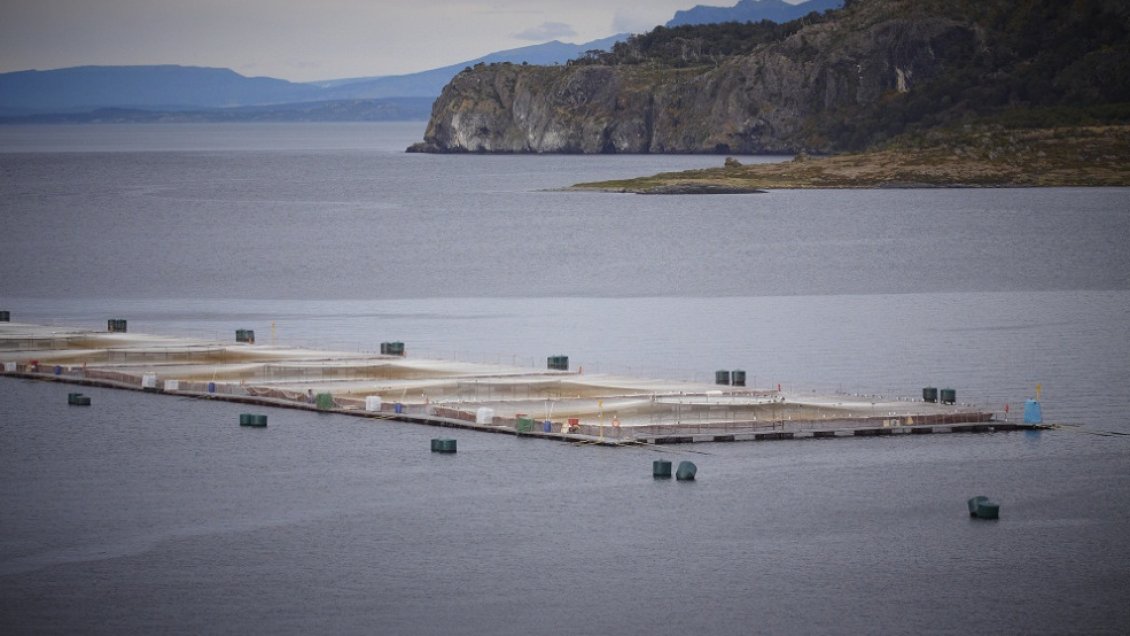 Gobierno quitaría concesión a Marine Harvest tras no cumplir con recaptura de salmones