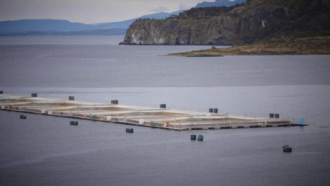 Impacto por fuga de 690 mil salmones en Calbuco llega a la prensa internacional