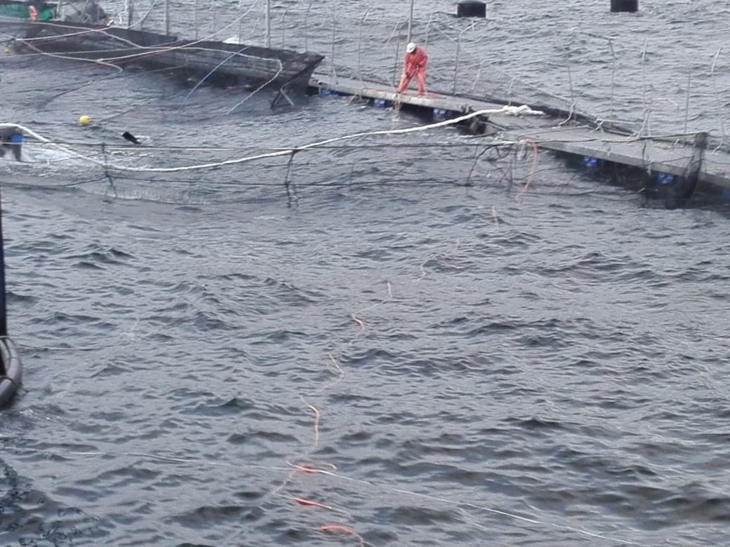 SMA da 10 días de plazo a Marine Harvest para notificar plan de contingencia tras fuga de peces