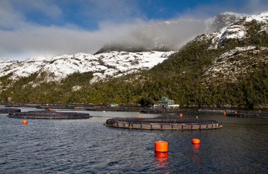 Ingresan nuevo proyecto acuícola por dos millones de dólares en aguas de Río Verde