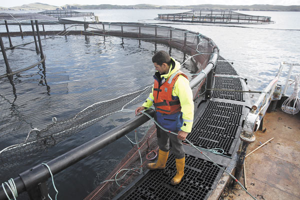 Escape de peces: Sernapesca interpone denuncia contra salmonicultora y sugiere medidas urgentes