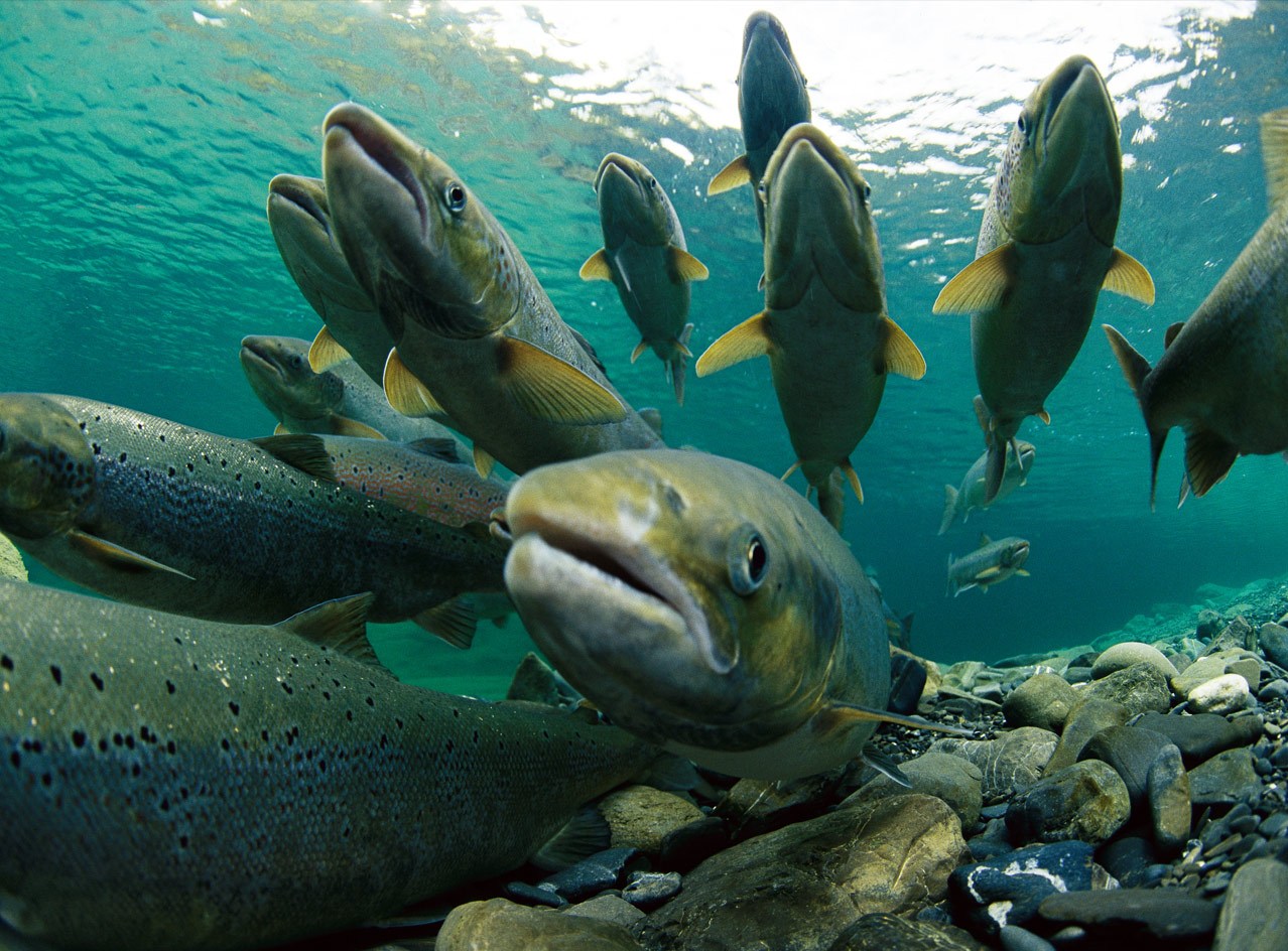 Fiscalía investiga fuga de salmones de centro de cultivo Marine Harvest en Calbuco