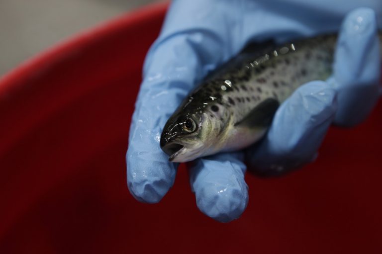 Salmonicultura: Esmoltificación en lagos y ríos