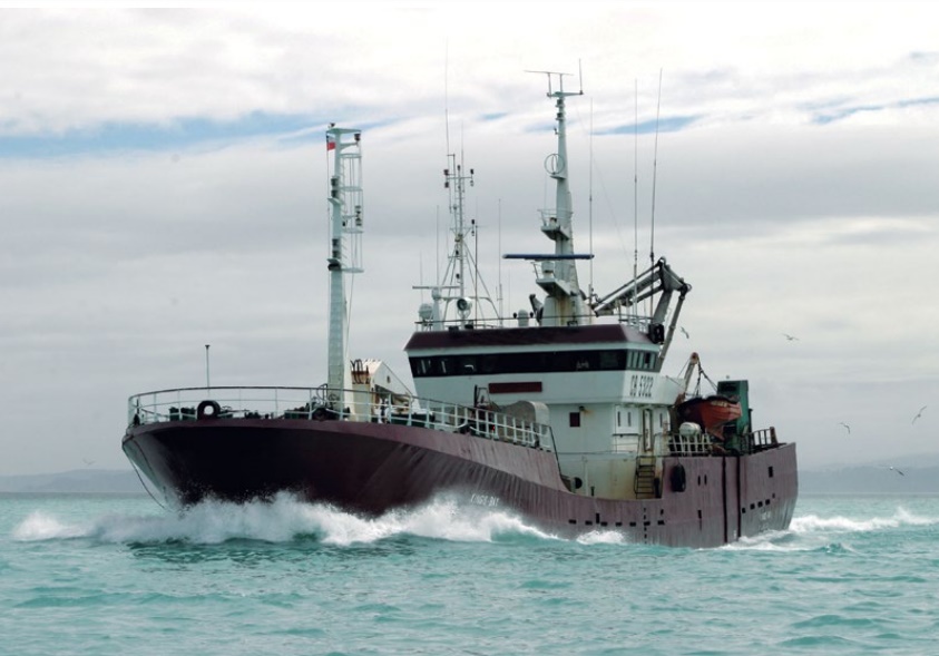 Chile: más de 13.000 tiburones son capturados anualmente por la pesca incidental