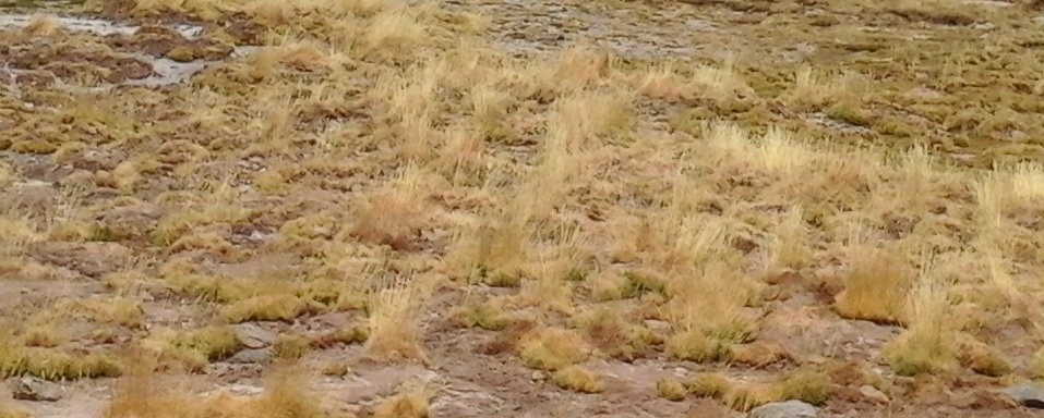 Acusan a empresa minera de secar humedales en la cordillera de Atacama