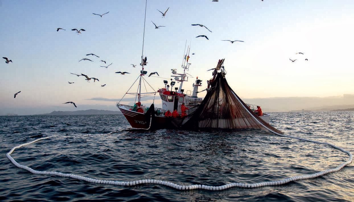 Proyecto que prohíbe pesca de arrastre en la jibia está a un paso de convertirse en ley