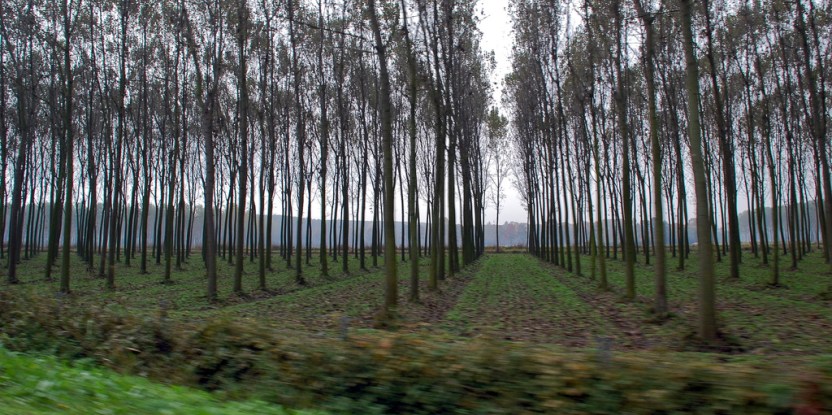 Grupo Angelini realizará la mayor inversión forestal de Chile