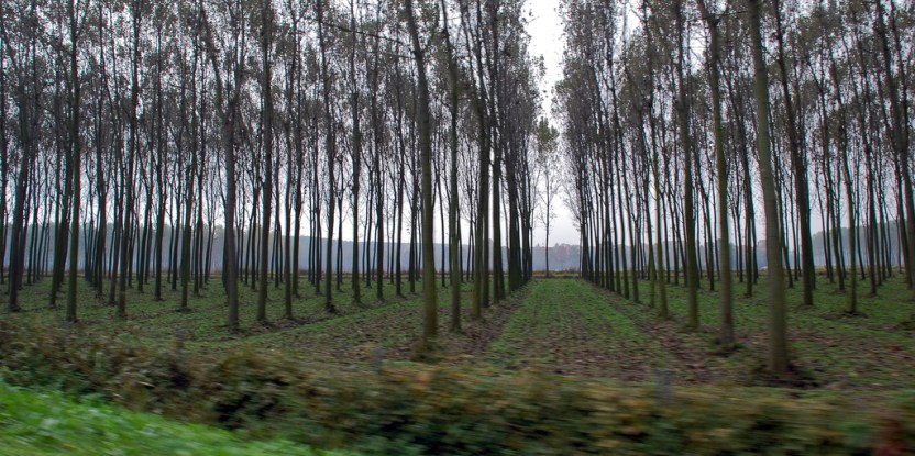 Iniciativa MAPA de Celulosa Arauco: el regreso de los megaproyectos