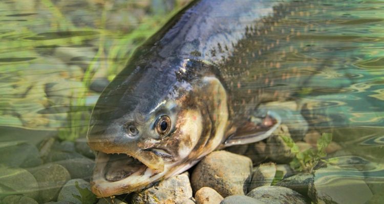 Presentan querella criminal contra Marine Harvest por masiva fuga de salmones