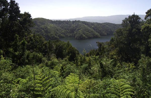 Retiran Estudio Ambiental de proyecto de parque eólico en Selva Valdiviana