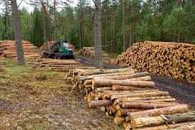 Sector forestal proyecta exportaciones récords en 2018, en medio de fuerte alza de la celulosa