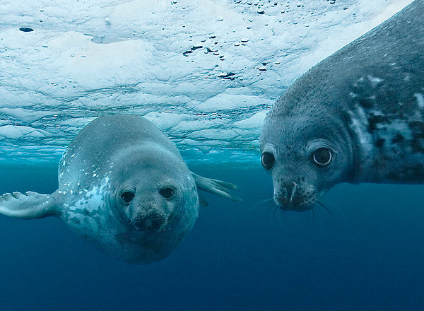 Conversatorio: “Diálogo para la conservación sostenible de los océanos en Chile”