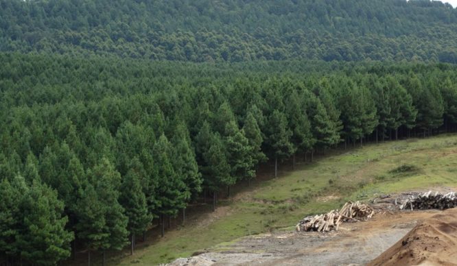 Rubro forestal pedirá cambio a norma sísmica para duplicar uso de madera en edificios