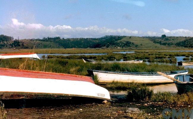 Biobío: Presentan argumentos al SEA contra proyectos salmoneros