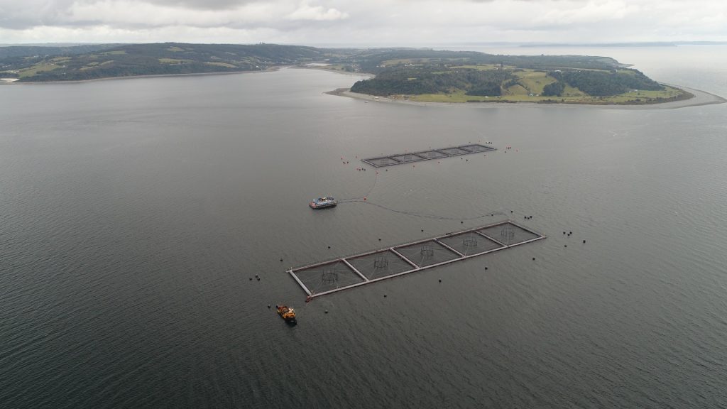 Fuga de salmones: Marine Harvest podría perder concesión del centro de cultivo de Calbuco