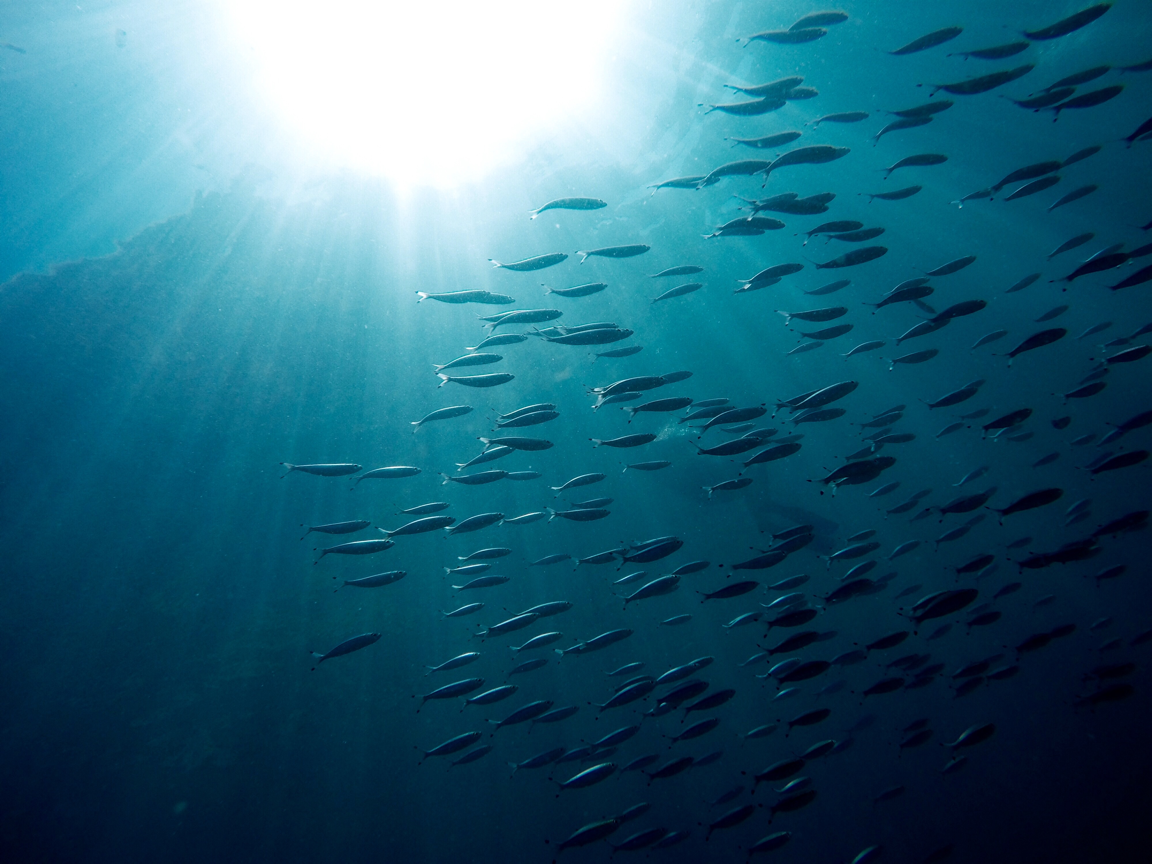 Perú y Chile protegerán los recursos marinos de la corriente de Humboldt